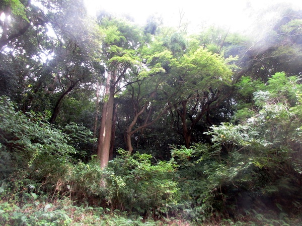 安房神社の境内林。豊かな自然が残っている