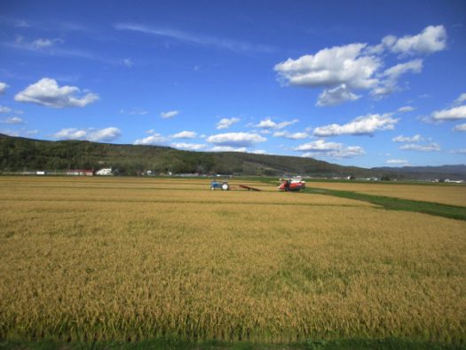 上川盆地の大稲作地帯。稲の収穫が始まっている