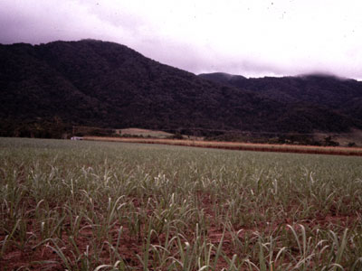 北部オーストラリアのサトウキビ畑
