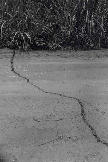 アリの大群が道路を横切っていく