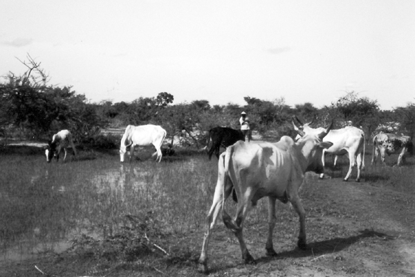 雨期のサバンナを行く牛の群れ